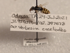 Cockerellia