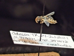 Cockerellia