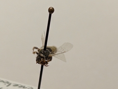 Cockerellia
