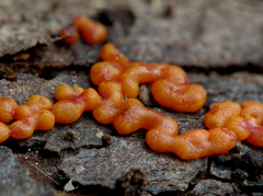 Willkommlangea reticulata