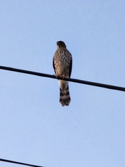 Accipiter cooperii