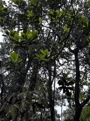 Myrsine lessertiana