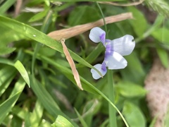 Viola hederacea