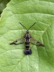 Synanthedon tipuliformis
