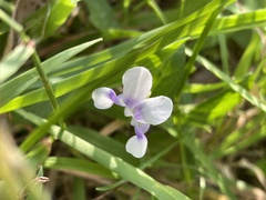Viola hederacea