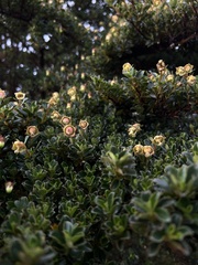 Escallonia myrtilloides