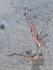 Protobothrops mucrosquamatus