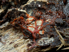 Willkommlangea reticulata