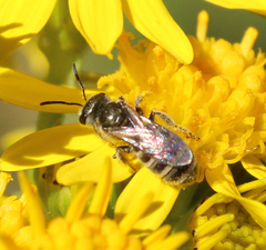 Seladonia