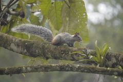 Sciurus stramineus