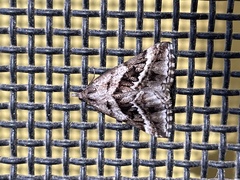 Dichromodes stilbiata