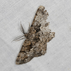 Hypomecis externaria