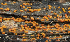 Willkommlangea reticulata