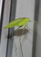 Amblycorypha