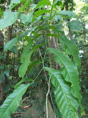 Harpullia ramiflora