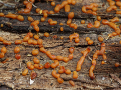 Willkommlangea reticulata