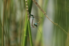 Ischnura