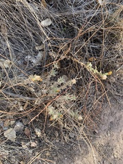 Heterotheca sessiliflora echioides