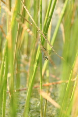 Ischnura