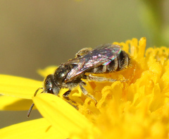 Seladonia