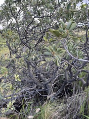 Santalum ellipticum