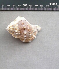 Bufonaria rana