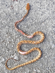 Protobothrops mucrosquamatus