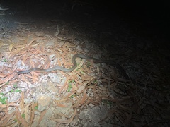 Pseudechis australis