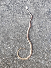 Protobothrops mucrosquamatus