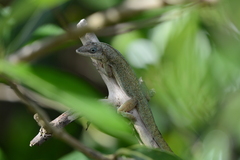 Anolis aeneus