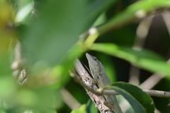 Anolis aeneus