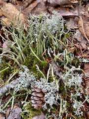 Cladonia maxima