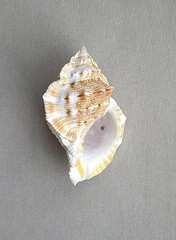 Bufonaria rana