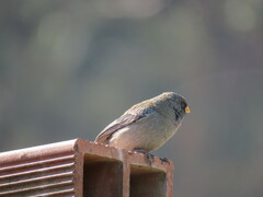 Catamenia analis