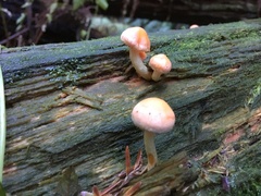 Pyrrhulomyces astragalinus