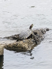 Trachemys scripta elegans