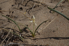 Tulipa uniflora
