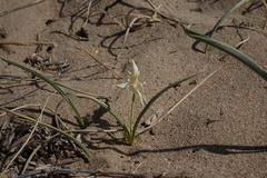 Tulipa uniflora