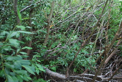 Novisuccinea strigata