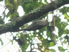 Lepidocolaptes leucogaster