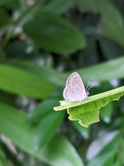Zizula hylax pygmaea