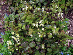 Epimedium × versicolor