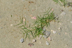 Sporobolus virginicus