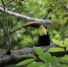 Ramphastos ambiguus