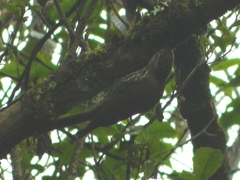 Lepidocolaptes leucogaster