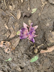 Passiflora laurifolia