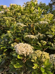 Baccharis prunifolia