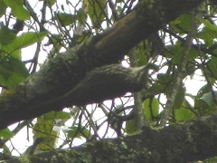 Lepidocolaptes leucogaster