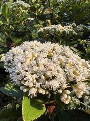 Baccharis prunifolia