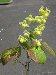 Epimedium × versicolor
